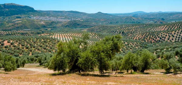 View Large Olive Grove Rute Andalusia Spain Small Village Cuevas — Stock Fotó