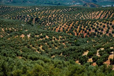 Bir bahar günü, Rute, Endülüs, İspanya 'da tipik dalgalı bir arazide büyük bir zeytin korusunun ayrıntıları