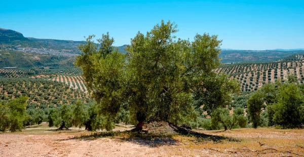 Ένα Παλιό Ελαιόδεντρο Έναν Ελαιώνα Στο Rute Ανδαλουσία Ισπανία Και — Φωτογραφία Αρχείου