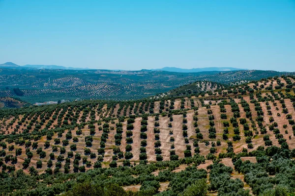 View Olive Grove Rute Andalusia Spain Encinas Reales Benameji Background — Stock Photo, Image