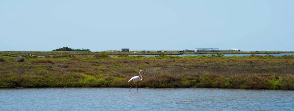 Różowego Flaminga Przechodzącego Obok Laguny Delcie Ebro Deltebre Katalonia Hiszpania — Zdjęcie stockowe