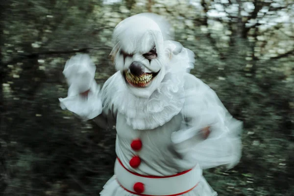 Bulanık, tüylü, tüylü, kırmızı ponponlu gri bir kostüm ve alacakaranlıkta ormanda hareket eden beyaz bir yakut giyen, korkunç bir gülümseme ile gözlemciye bakan korkunç bir palyaçonun yakın çekimi.