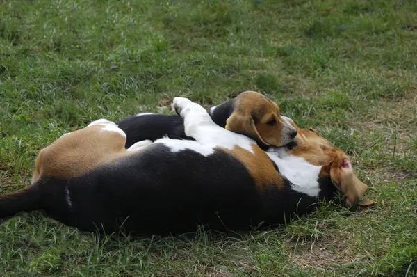Beagles. —  Fotos de Stock