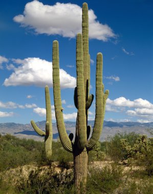 Saguaro, Arizona
