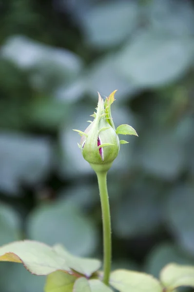 Gül bud — Stok fotoğraf