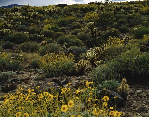 Mojave Desert — Stock Photo, Image