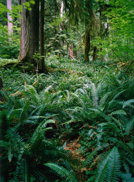 Skog — Stockfoto