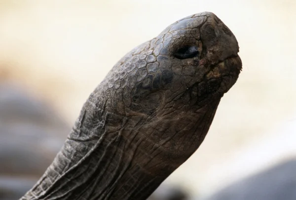 Galápagos Tortois — Foto de Stock