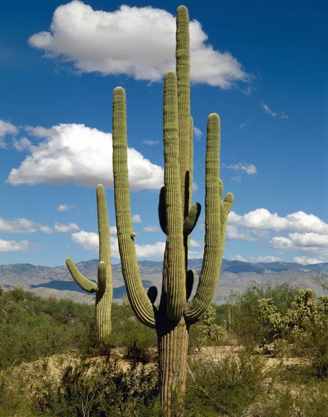 Saguaro, Arizona — Stok fotoğraf