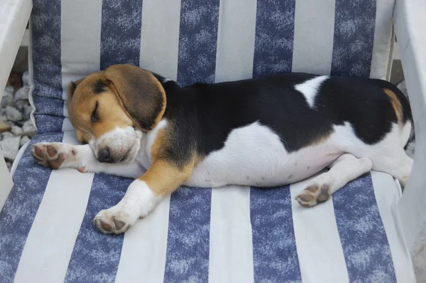 Beagle valp — Stockfoto