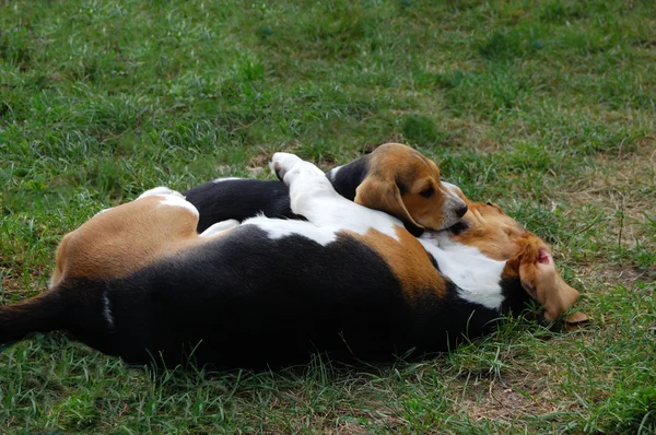 Beagles — Stock Photo, Image