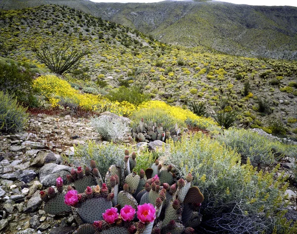 Blooming Desert, Anza-Borego, California — Stock Photo, Image