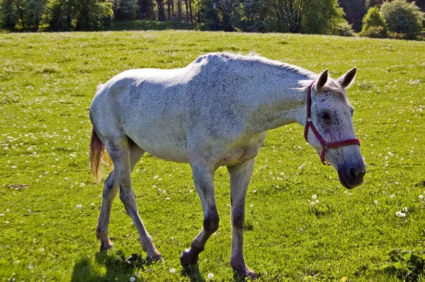 Pferd — Stockfoto