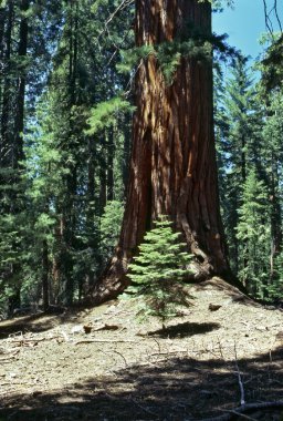 Sequoia