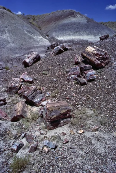 Petrified Forest — Stock Photo, Image