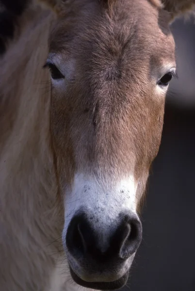 Caballo de Przewalski — Foto de Stock