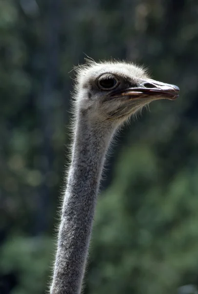 Ostrich — Stock Photo, Image