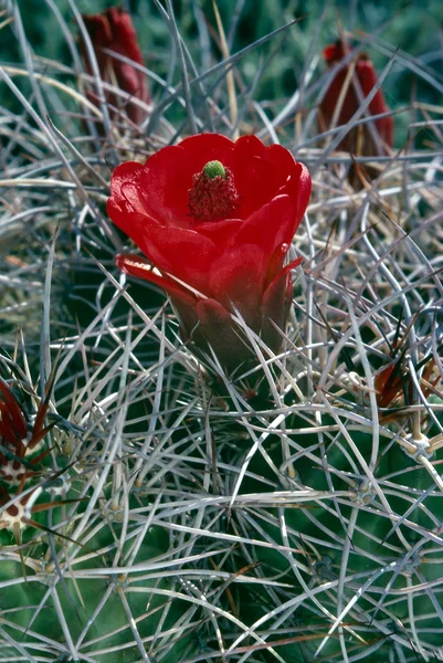 Blühender Kaktus — Stockfoto