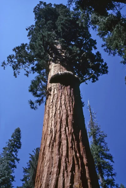 Drzewa Sekwoi — Zdjęcie stockowe