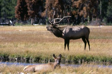 otlatma elk