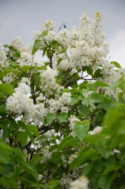 Beyaz leylak çalısı