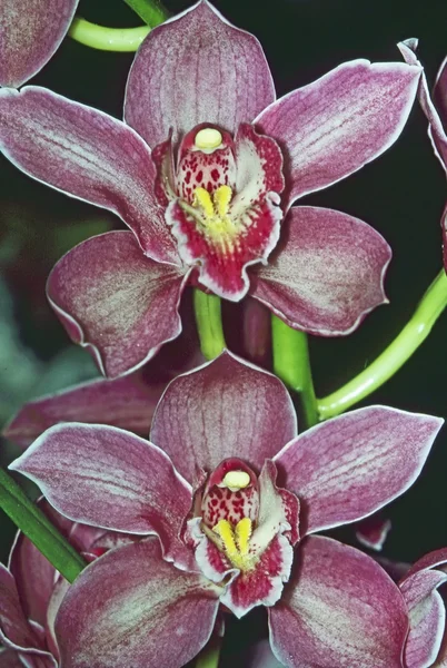 Orchidea — Stock fotografie