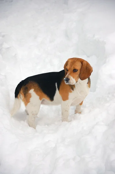 Beagle. —  Fotos de Stock