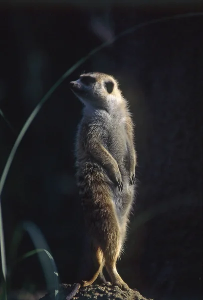 Erdmännchen — Stockfoto