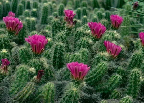 Cactus — Foto Stock