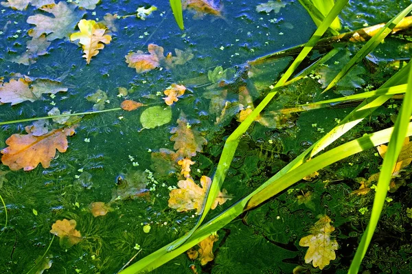 Pond in Autumn — Stock Photo, Image