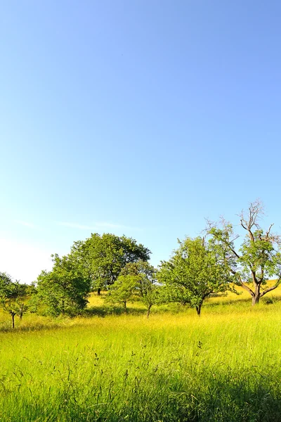 Field with trees — Stock Photo, Image