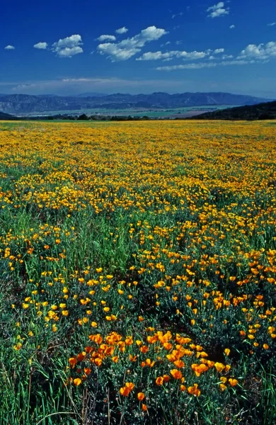 California Poppy — Stock Photo, Image