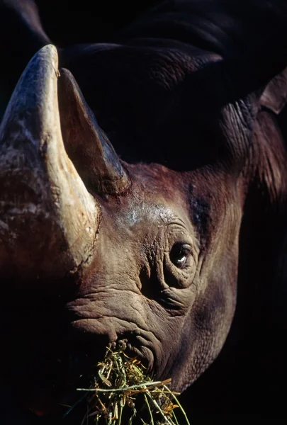 Rhinoceros — Stock Photo, Image