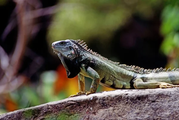 Iguana — Fotografia de Stock