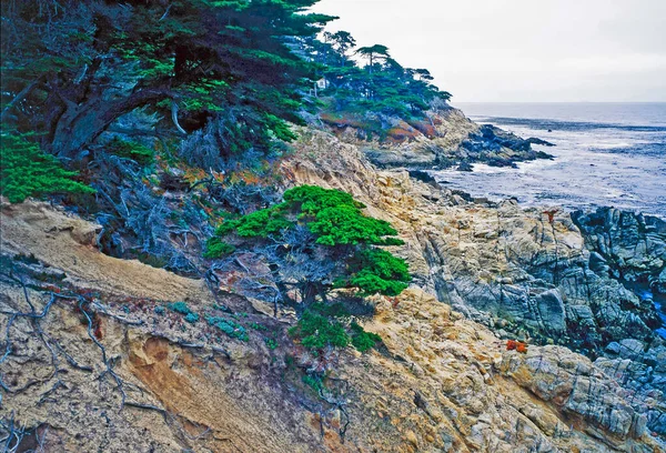 Point Lobos Der Kalifornischen Küste — Stockfoto