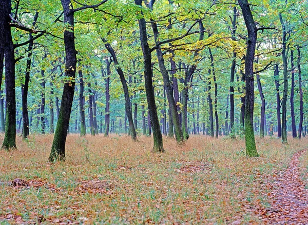 Floresta Outono Com Caminho — Fotografia de Stock