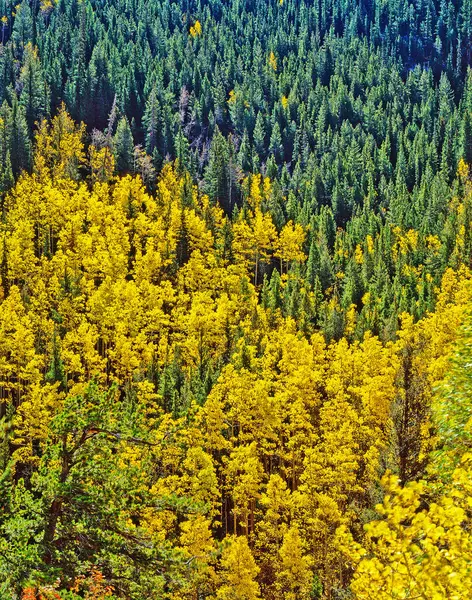 Foresta Autunnale Colorado Montagne Rocciose — Foto Stock