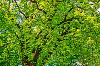  Parkta chesnuts ağacıyla bahar