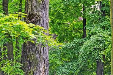 Yaşlı ağaçlar ve yeşil yapraklarla dolu bir orman.