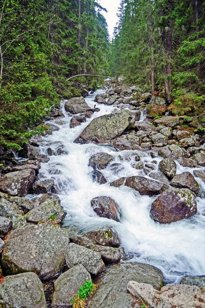 Creek Las Montañas Del Alto Tatra Eslovaquia — Foto de Stock