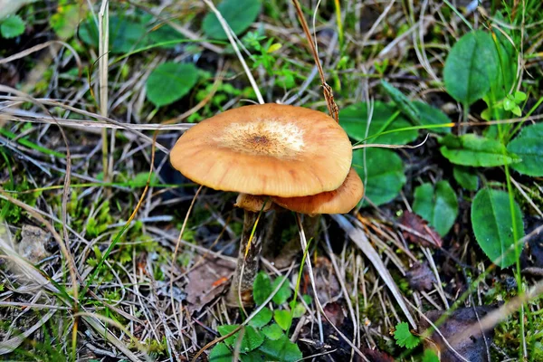 Close Mushroom — Stock Photo, Image