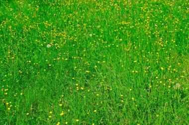 Bitkiler ve çiçeklerle otlak arazisi