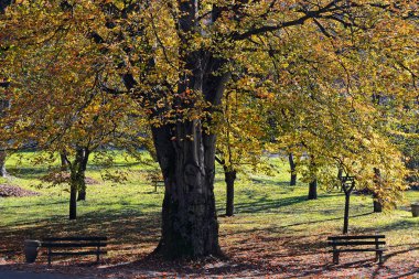 Parkta bankları olan ağaç.