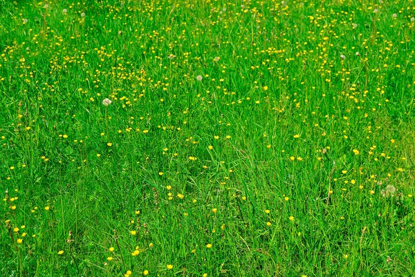 Bitkiler ve çiçeklerle otlak arazisi