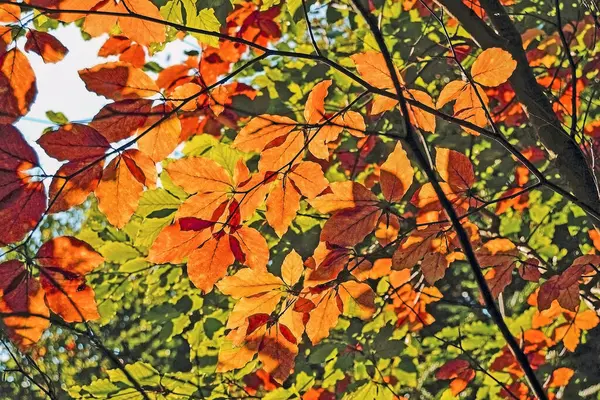 Forest Autumn Sun Rays — Stock Photo, Image