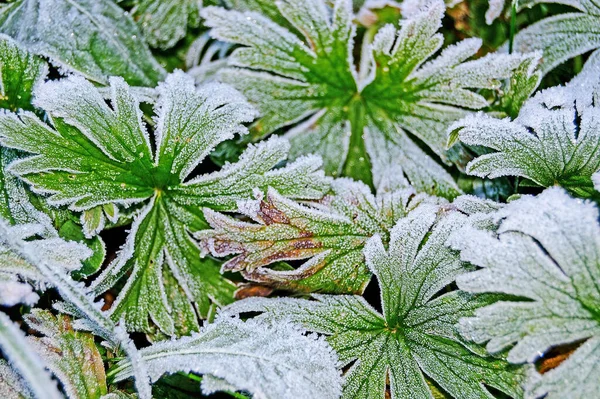 Plants Garden Frost — Stock Photo, Image
