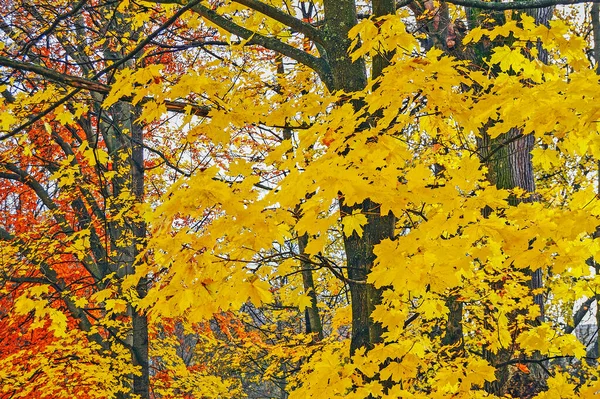 Outono Com Folhas Coloridas City Park — Fotografia de Stock