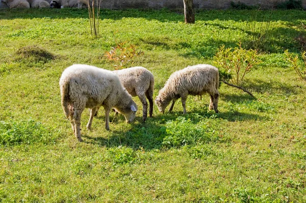 Schafe Grasen Garten — Stockfoto
