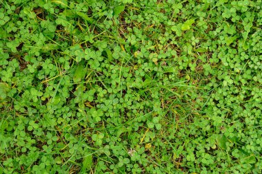 Bahçedeki yonca tarlası