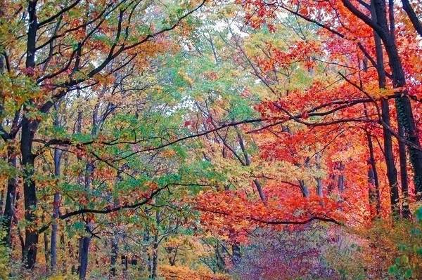 Herbstwald Ungarn — Stockfoto